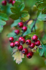 Ripe hawthorn berries