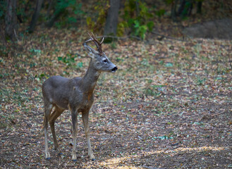 Roebuck in the forest
