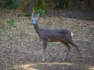 Roebuck in the forest