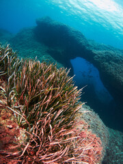 Naklejka na ściany i meble Posidonia Oceanica, also known as Neptune Grass, is an endemic seagrass from the Mediterranean. 
