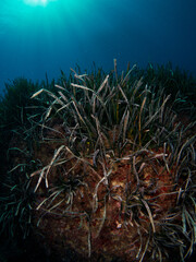 Fototapeta na wymiar Posidonia Oceanica, also known as Neptune Grass, is an endemic seagrass from the Mediterranean. 