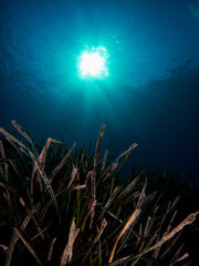 Posidonia Oceanica, also known as Neptune Grass, is an endemic seagrass from the Mediterranean. 