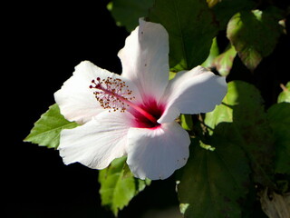 weiße Hibiskusblüte © Jogerken