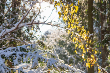 Snow covered tree branches.