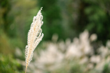 ススキの穂