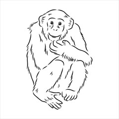 Hand drawn sketch of Ape isolated, Black and White Cartoon Vector Illustration - Line Drawn Vector