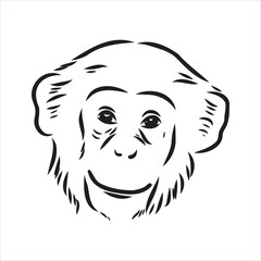 Hand drawn sketch of Ape isolated, Black and White Cartoon Vector Illustration - Line Drawn Vector