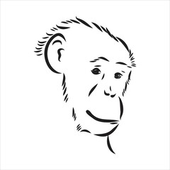Hand drawn sketch of Ape isolated, Black and White Cartoon Vector Illustration - Line Drawn Vector