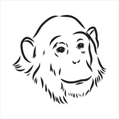Hand drawn sketch of Ape isolated, Black and White Cartoon Vector Illustration - Line Drawn Vector
