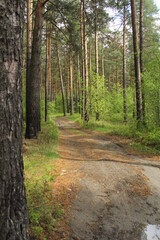Fototapeta premium path in the woods
