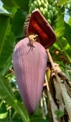 fruit on leaf