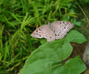 butterfly on leaf