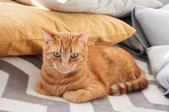 Adult red tabby cat lying on a gray fluffy blanket background. Orange and ginger cat close-up portrait. Domestic feline concept. High quality photo