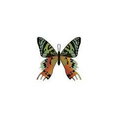 Decorative Butterfly Slogan Illustration, Vector Design for Fashion, Poster and Card Prints