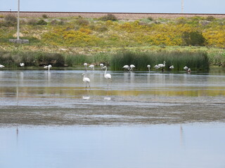 Bettys Bay penguins and flowers 