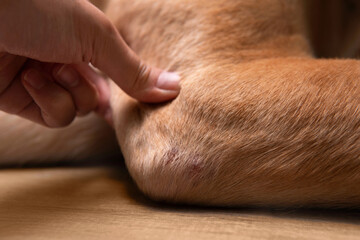 Closeup part of dog body adult Dudley Labrador retriever elbow with redness and dry skin infection...