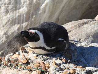 Fototapeta premium Bettys Bay penguins and flowers 