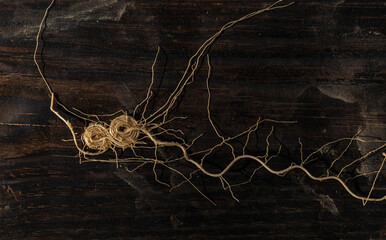 The root of the plant is on a burnt wood board