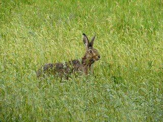 Hiding Hare Lepus europaeus - Brown hare sits in the grass