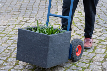 Protect potted plants from frost, transport to winter quarters.