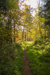 Fototapeta na wymiar Path in the forest in the Fall