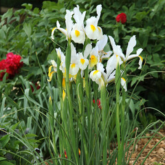 Obraz premium Iris de Hollande blanc et jaune