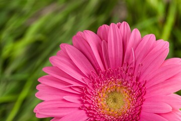 Obraz premium Pink Gerbera Daisy