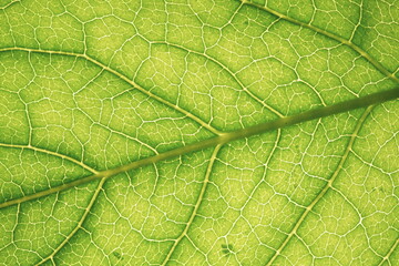 Obraz na płótnie Canvas Organic ecology pattern. Macro leaf background