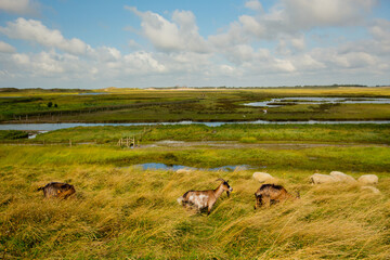 View at Het Zwin wildlife reservation , Belgium