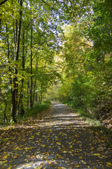 Path in the forest in the Fall