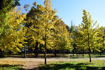 Autumn in Karadjordjev Park Zrenjanin Serbia