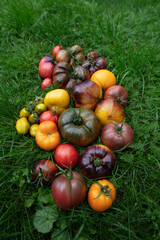 Different Types of Garden Tomatos. Autumn in Garden