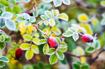 Dog rose leaves covered in frost