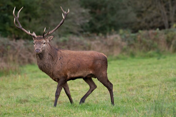 Red Deer Stag - Killarney - Ireland