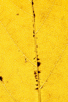 Textured background of bright yellow leaf