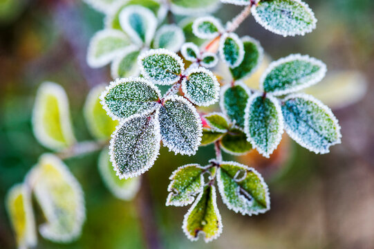 Dog rose leaves covered in frost