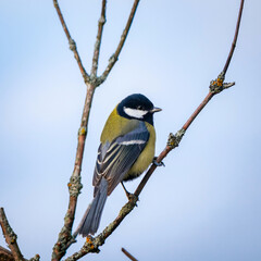 Bird titmouse close-up on a tree branch. bird watching