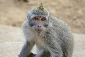 Naklejka premium Long tailed macaque monkey, Bali, Indonesia