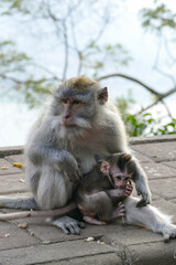 Long tailed macaque monkey family, Bali, Indonesia
