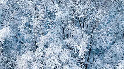 Beautiful winter background from tree branches in the snow. Winter abstraction