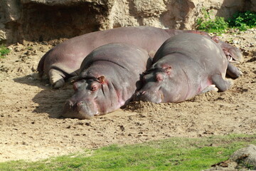 Hippo family sunbathing by the river