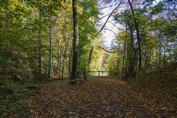 Path in the forest in the Fall