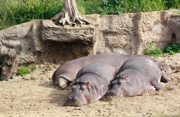 Hippo family sunbathing by the river