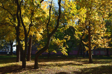Fototapeta na wymiar Autumn in Karadjordjev Park Zrenjanin Serbia