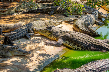 Crocodiles in nature swim in the lake. Many predators lie on the banks of the river, basking in the sun. Crocodile farm.