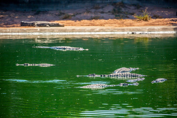 Crocodiles in nature swim in the lake. Many predators lie on the banks of the river, basking in the sun. Crocodile farm.