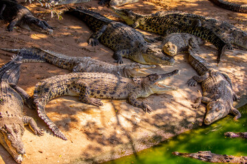 Crocodiles in nature swim in the lake. Many predators lie on the banks of the river, basking in the sun. Crocodile farm.