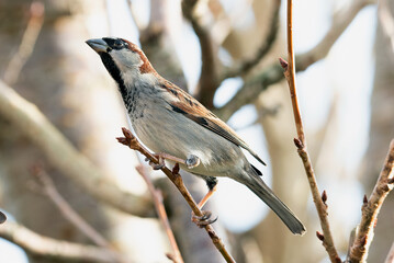 Garden Bird - House sparrow