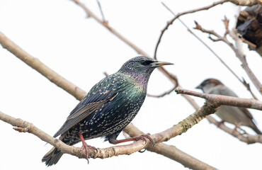 Garden Bird - Thrush