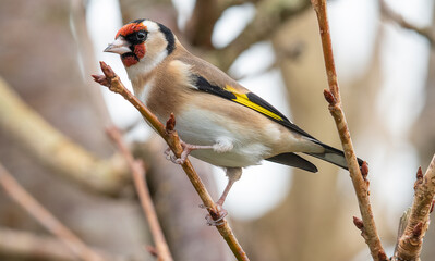 Garden Bird - GoldFinch